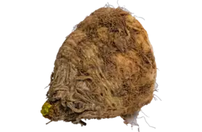 Micro knolselderij met lof
